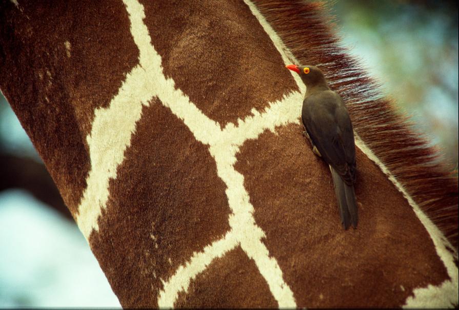 giraffa reticolata