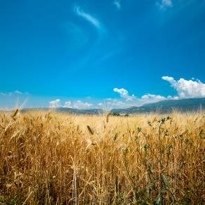 Il Grano