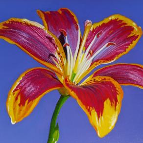 "LILY II"