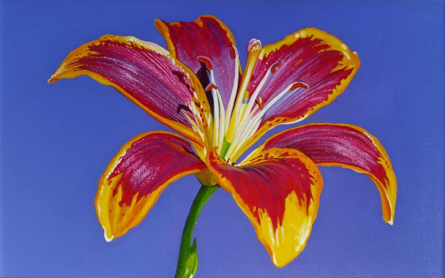 "LILY II"