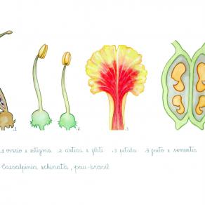 Reproductive organs of Pau Brasil tree