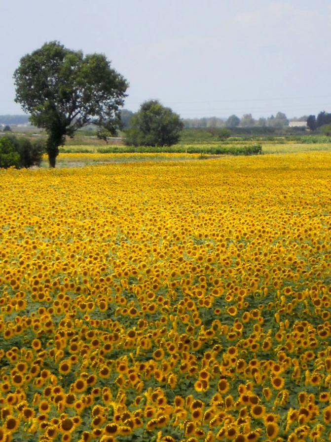 Mare giallo