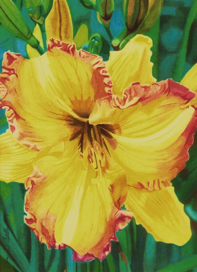 Day Lily