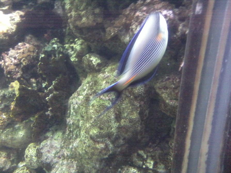 Acquario di GENOVA