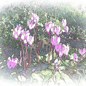 Cyclamen @  Winter 