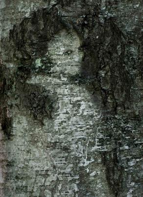 Dryads - tree spirits.