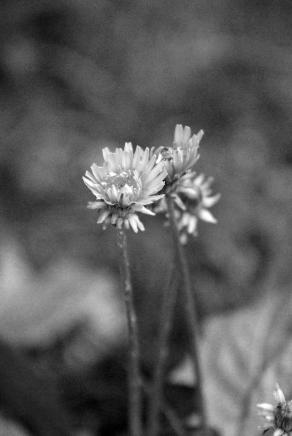 fiore del diavolo