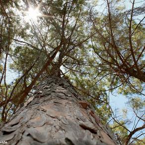 Il Grande Albero