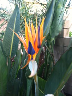 Bird of Paradise