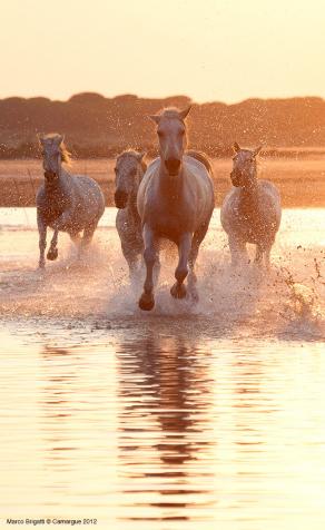 White horses