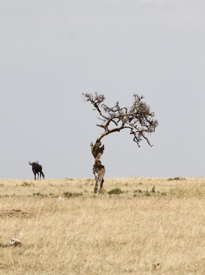 Danza africana