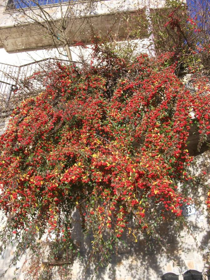   COTONEASTER