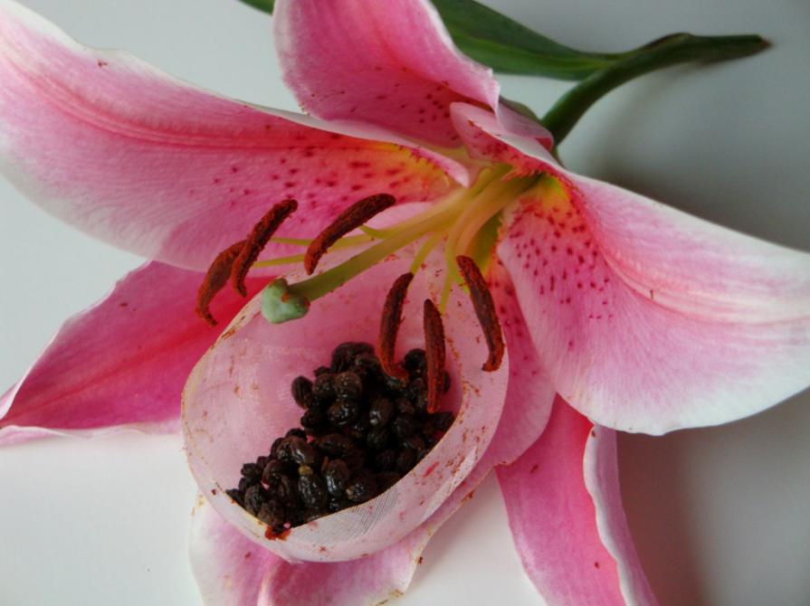 In-naturale_Lilium Cultivars “Acapulco” 2