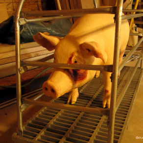 Factory Farm Pig