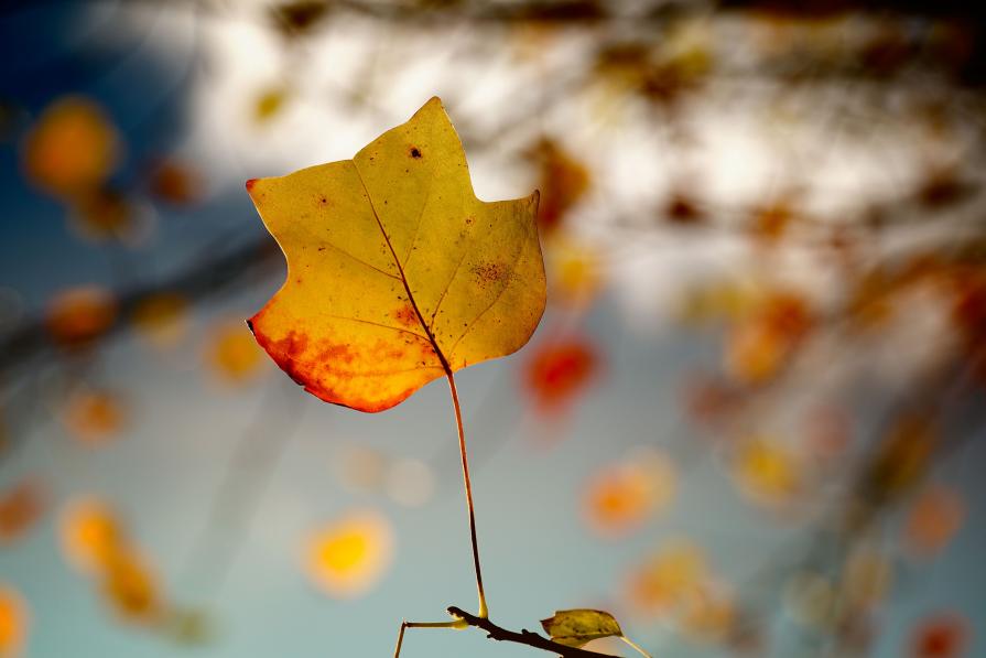 The autumn symmetry