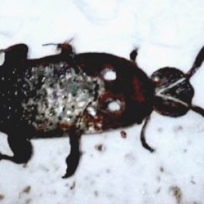 large beetle 