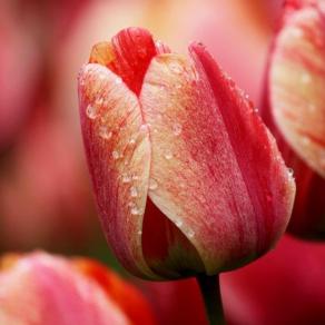 Red tulips