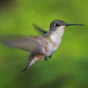 Hummingbird