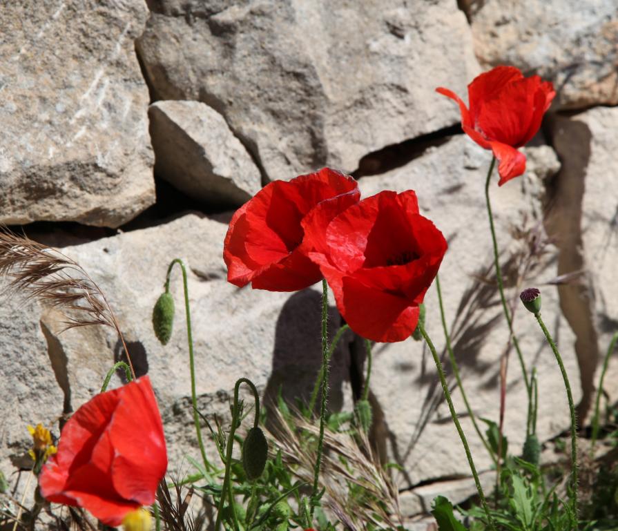 Papaveri di Sicilia