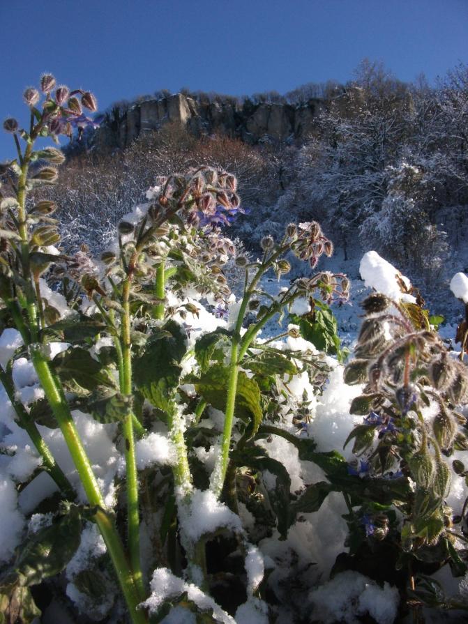 A VOLTE BASTA UN FIORE...