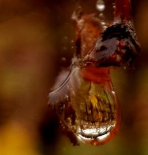 La vigna in una goccia