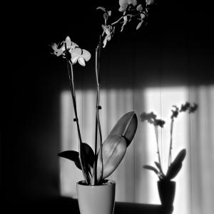 Flowers BW