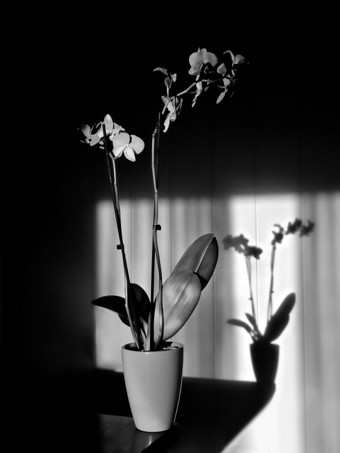 Flowers BW