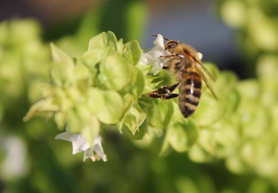 Ape su fiori di Basilicum