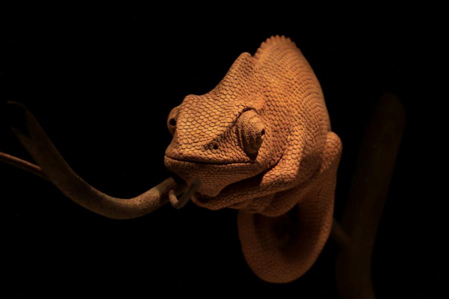 Chameleon on a branch