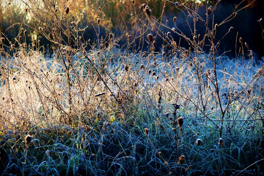 Una fredda mattina   - A cold morning - 