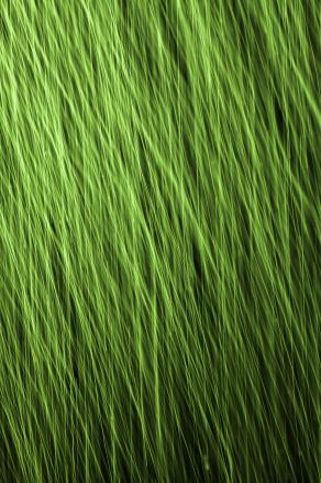 The Long Grass