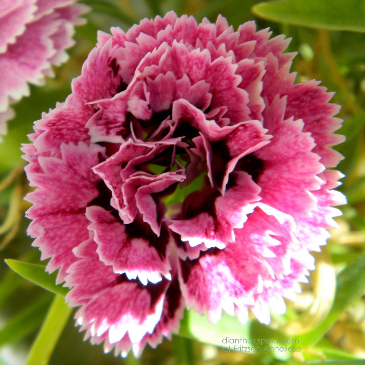 dianthus Alte Sorten