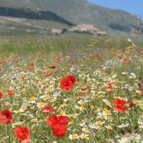 LA BELLEZZA DI CASTELLUCCIO DI NORCIA 