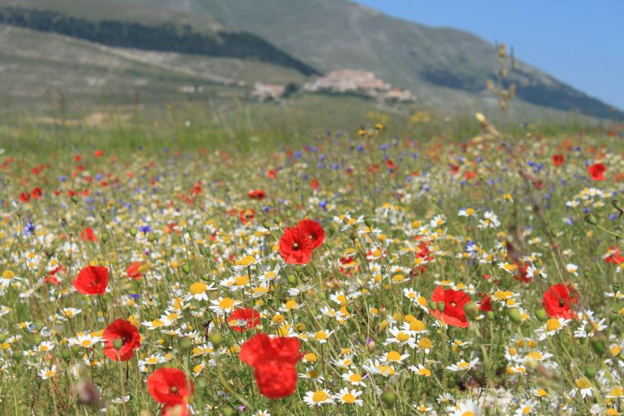 LA BELLEZZA DI CASTELLUCCIO DI NORCIA 