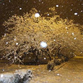 The tree in snow...