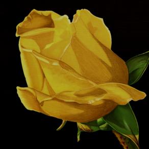 Mother's Yellow Rose