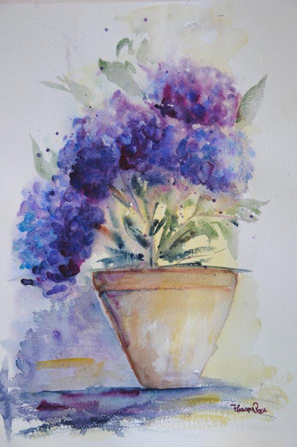 Floriana Pace - Ortensie in vaso 