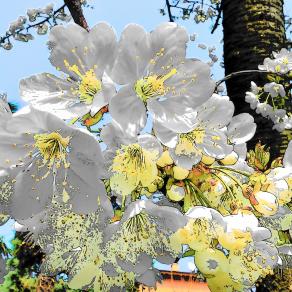 i colori della primavera 1