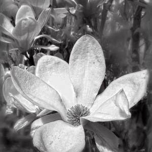 Flowers BW