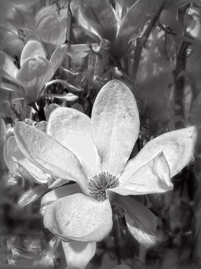 Flowers BW