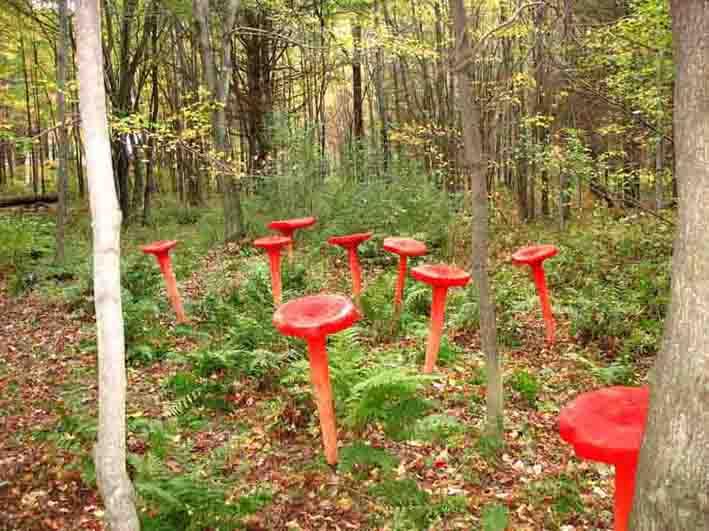 Chanterelles Rouges