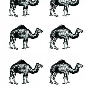 camel