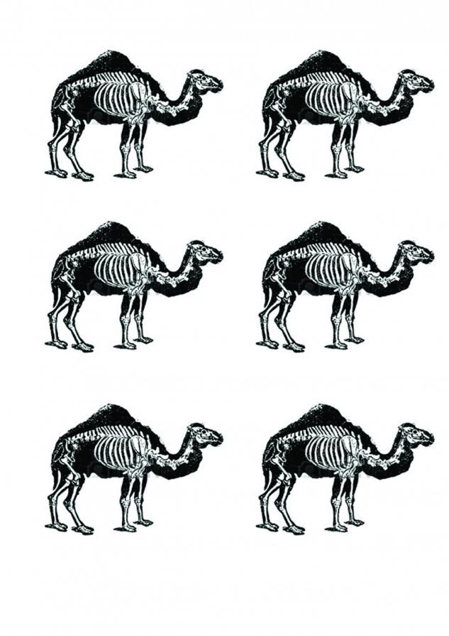 camel