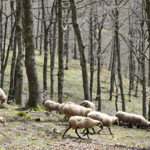 Italy. Basilicata & Campania. Dropouts and rediscovered