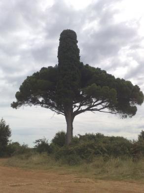 ALBERI diversi eppure AMICI : vicini vicini .