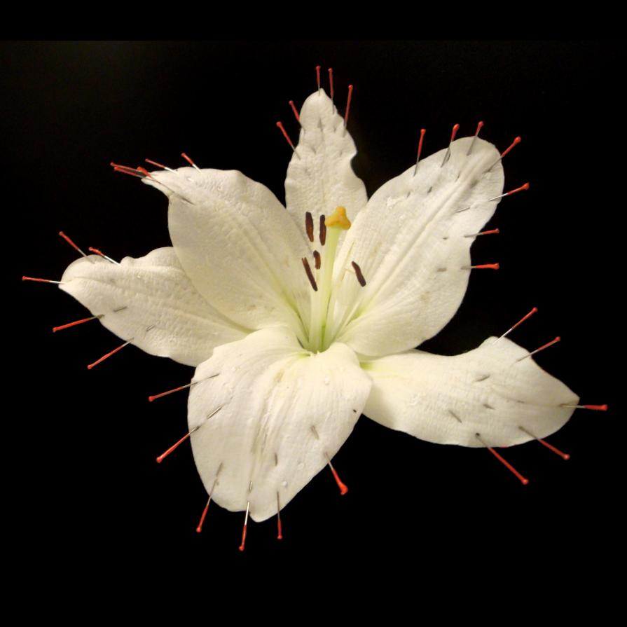 "...figlio, figlio, amoroso giglio". Lilium “Siberia”,spilli, vernice rossa,pasta dentifricia