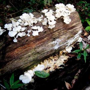 Mushrooms of the Serra Azul.