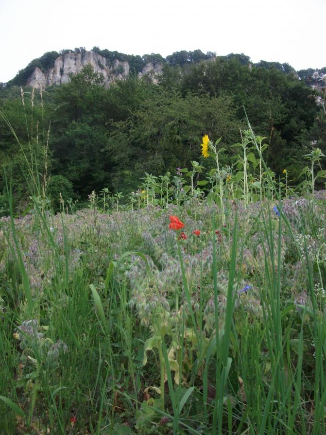 A VOLTE BASTA UN FIORE...