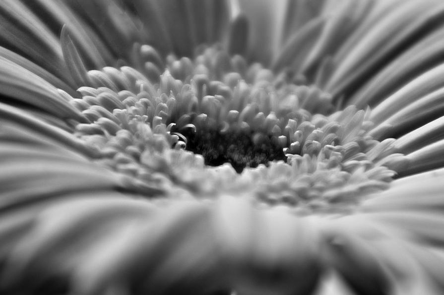 Flowers BW