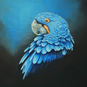 the blue parrot